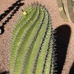 Ferocactus herrerae кора