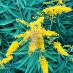 Solidago canadensisЦвят