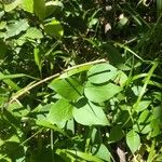 Lathyrus venetus Blad