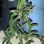 Senecio radicans Hoja