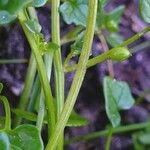 Cochlearia danica Bark