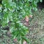 Parrotia subaequalis Hoja