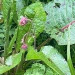 Geum rivale Habitatea