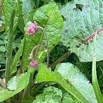 Geum rivale ശീലം