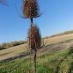 Dipsacus sativusFlower