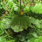 Geum montanum Blatt