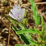 Monsonia angustifolia Kukka