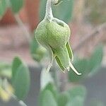 Simmondsia chinensis फूल