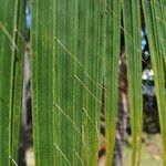 Acanthophoenix rubra Leaf