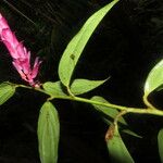 Cavendishia atroviolacea Folha