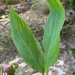 Canna glauca Frunză