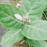 Calotropis gigantea Hoja