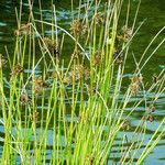 Juncus effusus Cvet