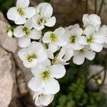 Arabis bellidifolia Kvet