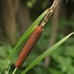 Typha orientalis 花