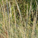 Calamagrostis breviligulata Fruit