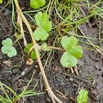 Ranunculus omiophyllus Leaf