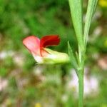 Lathyrus sphaericus Virág