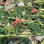 Indigofera spicata Blüte