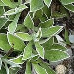 Antennaria dioica Blad