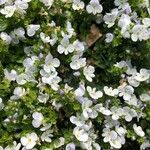 Veronica repens Flors