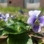 Viola × melissifolia Flower