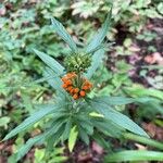 Leonotis leonurus Leaf