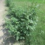 Amaranthus palmeri Habitus