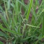 Fuirena pubescens Leaf