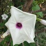 Ipomoea pandurataBlüte