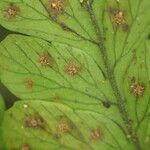 Triplophyllum speciosum Leaf