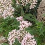 Eupatorium cannabinumFlower