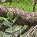 Guiera senegalensis Bark