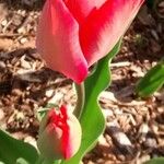 Tulipa agenensis Květ
