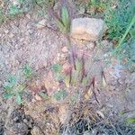 Bromus rubens Blüte