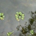 Ludwigia peploides Likasa