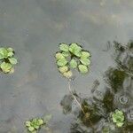 Ludwigia peploides Leaf