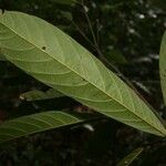 Catostemma fragrans Leaf