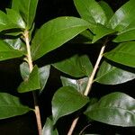 Amphitecna gentryi Hoja