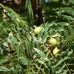 Juglans californica Frukt