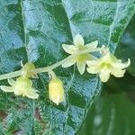 Dioscorea communis Flor