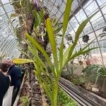 Grammatophyllum speciosum Lapas