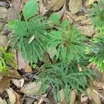 Lycopodium dendroideumFeuille