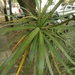 Dracaena reflexaЛисток