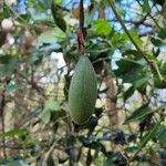 Passiflora tripartita Fruit