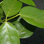 Erythrina fusca List