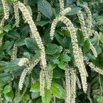 Itea ilicifolia Кветка