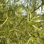 Nectandra angustifolia Habit