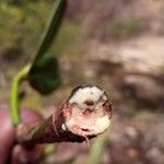 Garcinia pervillei Corteza