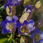 Gentiana septemfida Fleur